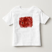 Sclerenchyma-cellen uit een Cherry Pit Kinder Shirts (Voorkant)