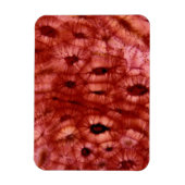 Sclerenchyma-cellen uit een Cherry Pit Magneet (Verticaal)