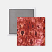 Sclerenchyma-cellen uit een Cherry Pit Magneet (Voorkant / Achterkant)