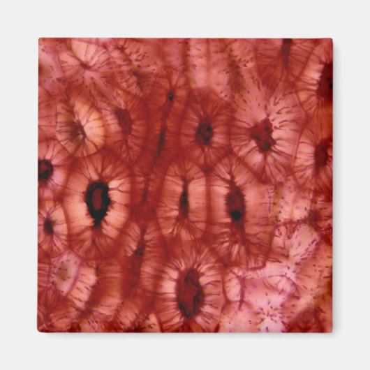 Sclerenchyma-cellen uit een Cherry Pit Magneet (Voorkant)