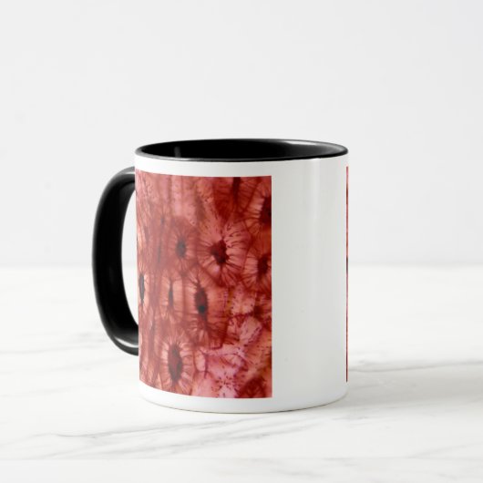 Sclerenchyma-cellen uit een Cherry Pit Mok (Voorkant links)