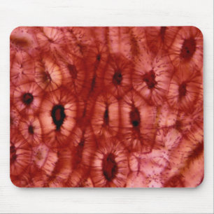 Sclerenchyma-cellen uit een Cherry Pit Muismat