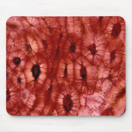 Sclerenchyma-cellen uit een Cherry Pit Muismat (Voorkant)