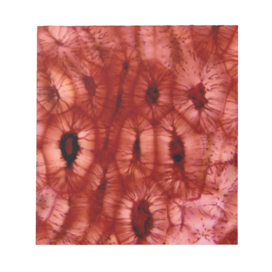 Sclerenchyma-cellen uit een Cherry Pit Notitieblok (Voorkant)