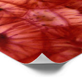 Sclerenchyma-cellen uit een Cherry Pit Poster (Hoek)