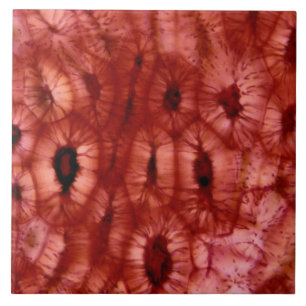 Sclerenchyma-cellen uit een Cherry Pit Tegeltje