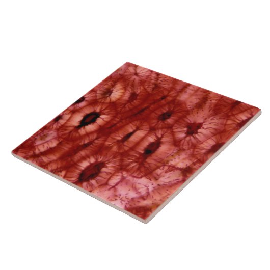 Sclerenchyma-cellen uit een Cherry Pit Tegeltje (Zijkant)