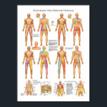 Sclerotome Viscerale Pijn Referentie Poster<br><div class="desc">Colour Sclerotome/Visceral Pain Reference Poster bevat sclerotome pijnverwijzing van C1 naar S3. Sclerotogene pijn wordt door patiënten gemeld als diep, slecht gedefinieerd, saai en diffuus. Sclerotogene pijn volgt geen dermatomen maar volgt wel een sclerotoom pijnpatroon. De weefsels die zijn opgenomen in sclerotogene pijn zijn: ligamenten, slangen, schijven, periosteum en adjuvansgewrichten....</div>