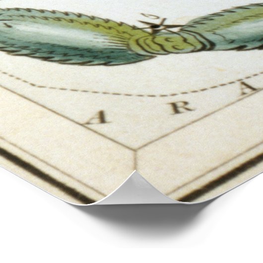 Scorpio Astrologische Tekening Poster (Hoek)