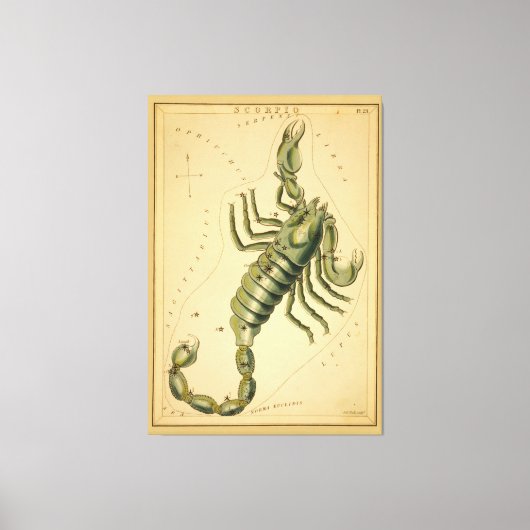Scorpio (Scorpion)  teken van het Afbeelding van d Canvas Afdruk (Voorkant)