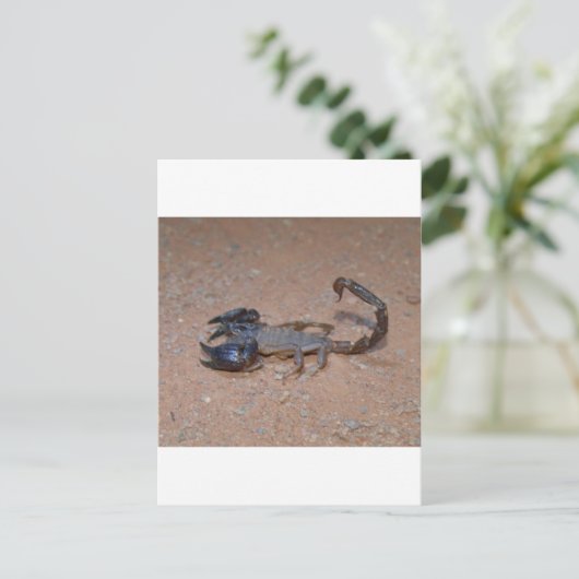 Scorpion Briefkaart (Staand voorkant)