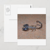 Scorpion Briefkaart (Voorkant / Achterkant)