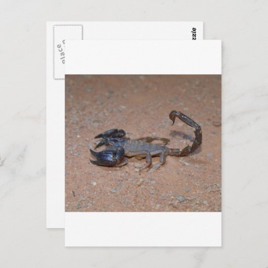 Scorpion Briefkaart (Voorkant / Achterkant)