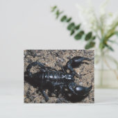 Scorpion Briefkaart (Staand voorkant)