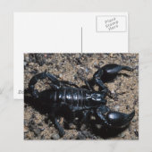 Scorpion Briefkaart (Voorkant / Achterkant)