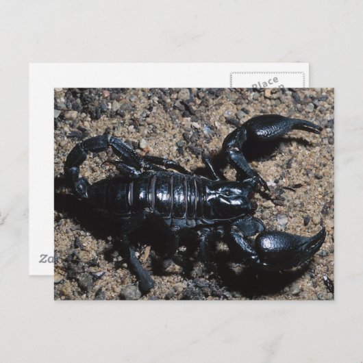 Scorpion Briefkaart (Voorkant / Achterkant)