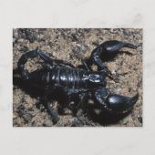 Scorpion Briefkaart (Voorkant)