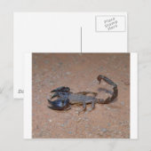 Scorpion Briefkaart (Voorkant / Achterkant)