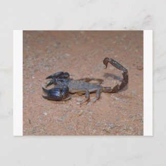 Scorpion Briefkaart