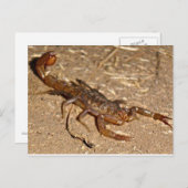 Scorpion Briefkaart (Voorkant / Achterkant)