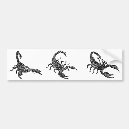 Scorpion Bumpersticker (Voorkant)
