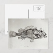 Scorpion Fish Briefkaart (Voorkant / Achterkant)