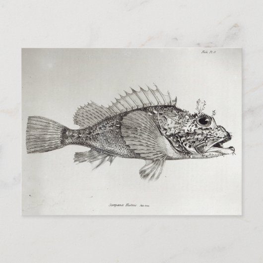 Scorpion Fish Briefkaart (Voorkant)