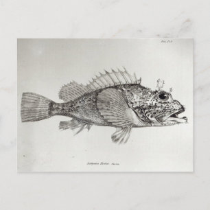 Scorpion Fish Briefkaart