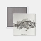 Scorpion Fish Magneet (Voorkant / Achterkant)