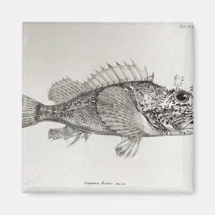 Scorpion Fish Magneet