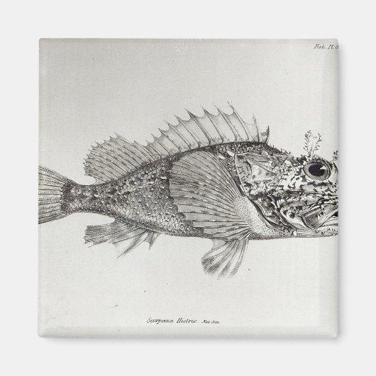 Scorpion Fish Magneet (Voorkant)