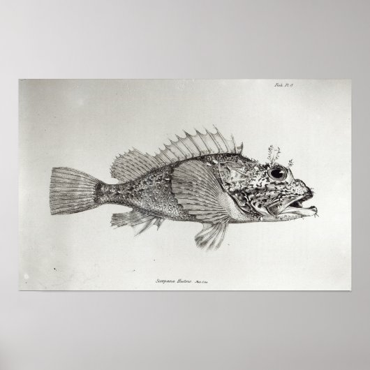 Scorpion Fish Poster (Voorkant)