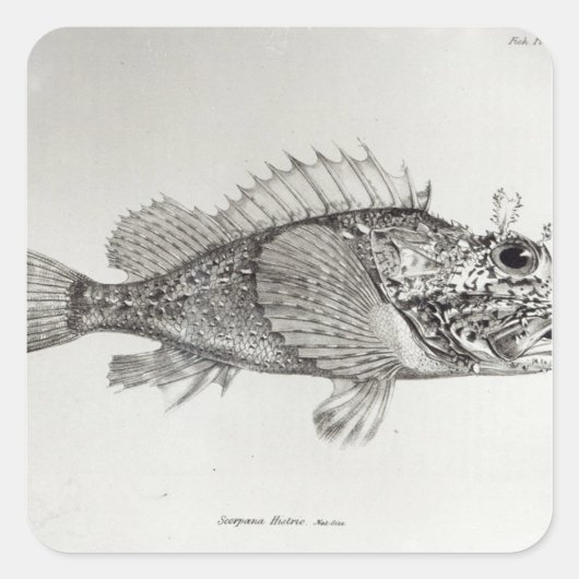Scorpion Fish Vierkante Sticker (Voorkant)