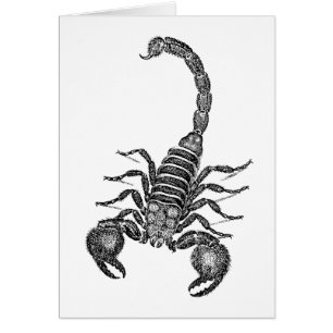 Scorpion-illustratie van Vintage 1800 - Scorpions