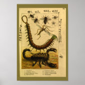  Scorpion snijdt natuurhistorie afdrukken Poster (Voorkant)