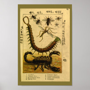  Scorpion snijdt natuurhistorie afdrukken Poster
