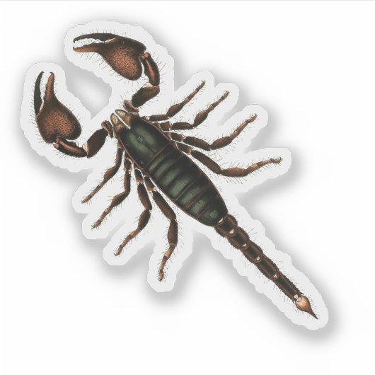 Scorpion! Sticker (Voorkant)