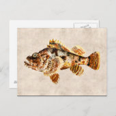  Scorpion vis Antiek Hawaiian Tekening Briefkaart (Voorkant / Achterkant)