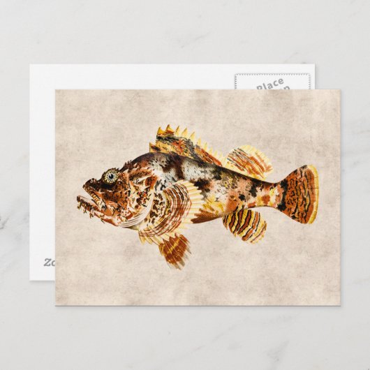  Scorpion vis Antiek Hawaiian Tekening Briefkaart (Voorkant / Achterkant)