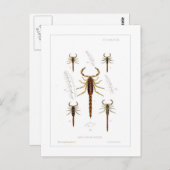 Scorpions Briefkaart (Voorkant / Achterkant)