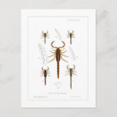 Scorpions Briefkaart (Voorkant)