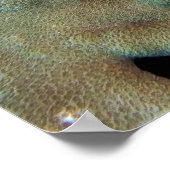 Scorpionvis in het koraal poster (Hoek)