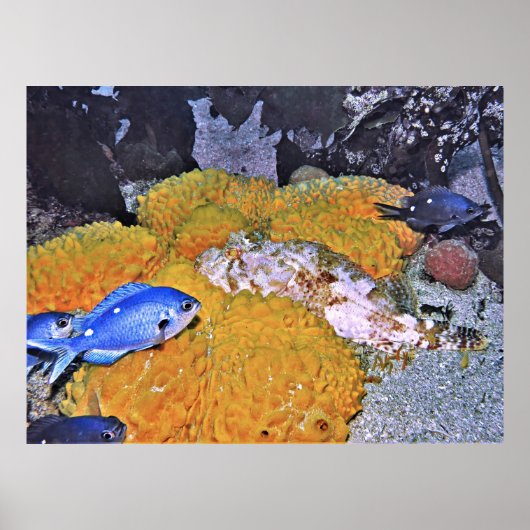Scorpionvis op gele sponge poster (Voorkant)