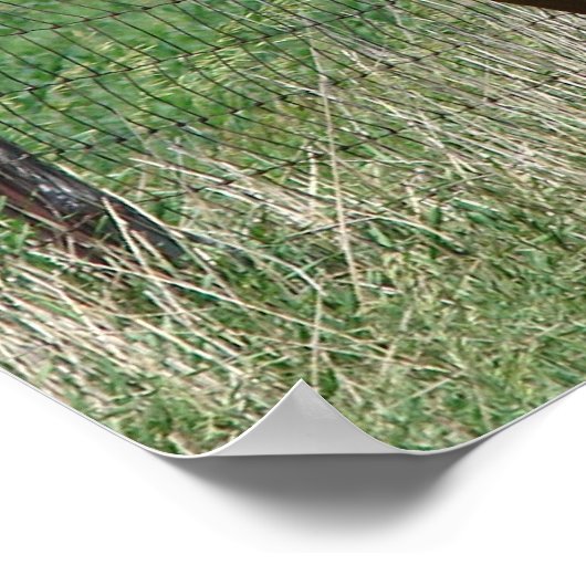 Scotch and Flashy Trot Towards Camera Poster (Hoek)