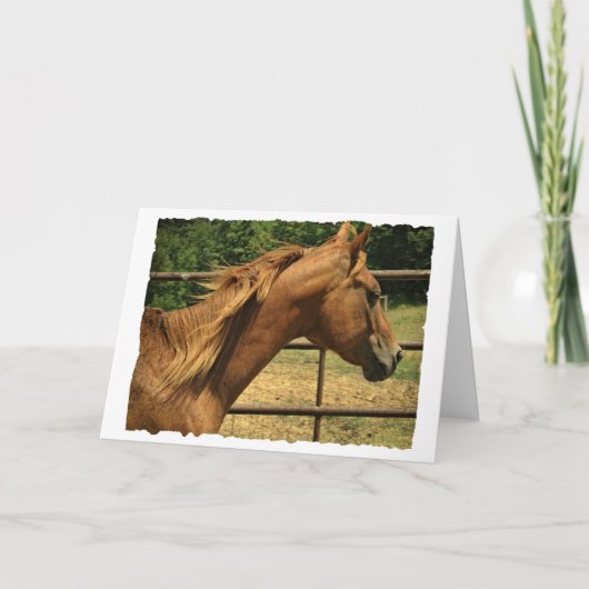 Scotch, Birthday Kaart (Voorkant)