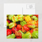 Scotch Bonnet Chili Peppers Briefkaart (Voorkant / Achterkant)
