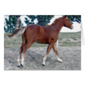 Scotch Boy (Voorkant Horizontaal)