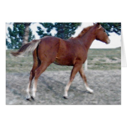 Scotch Boy (Voorkant Horizontaal)