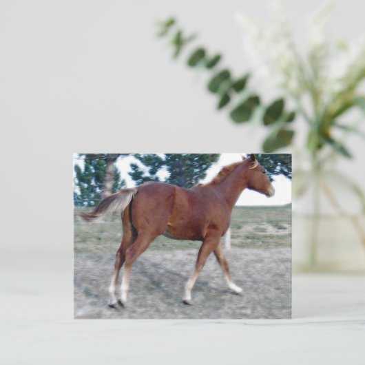 Scotch Boy Briefkaart (Staand voorkant)