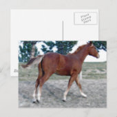 Scotch Boy Briefkaart (Voorkant / Achterkant)